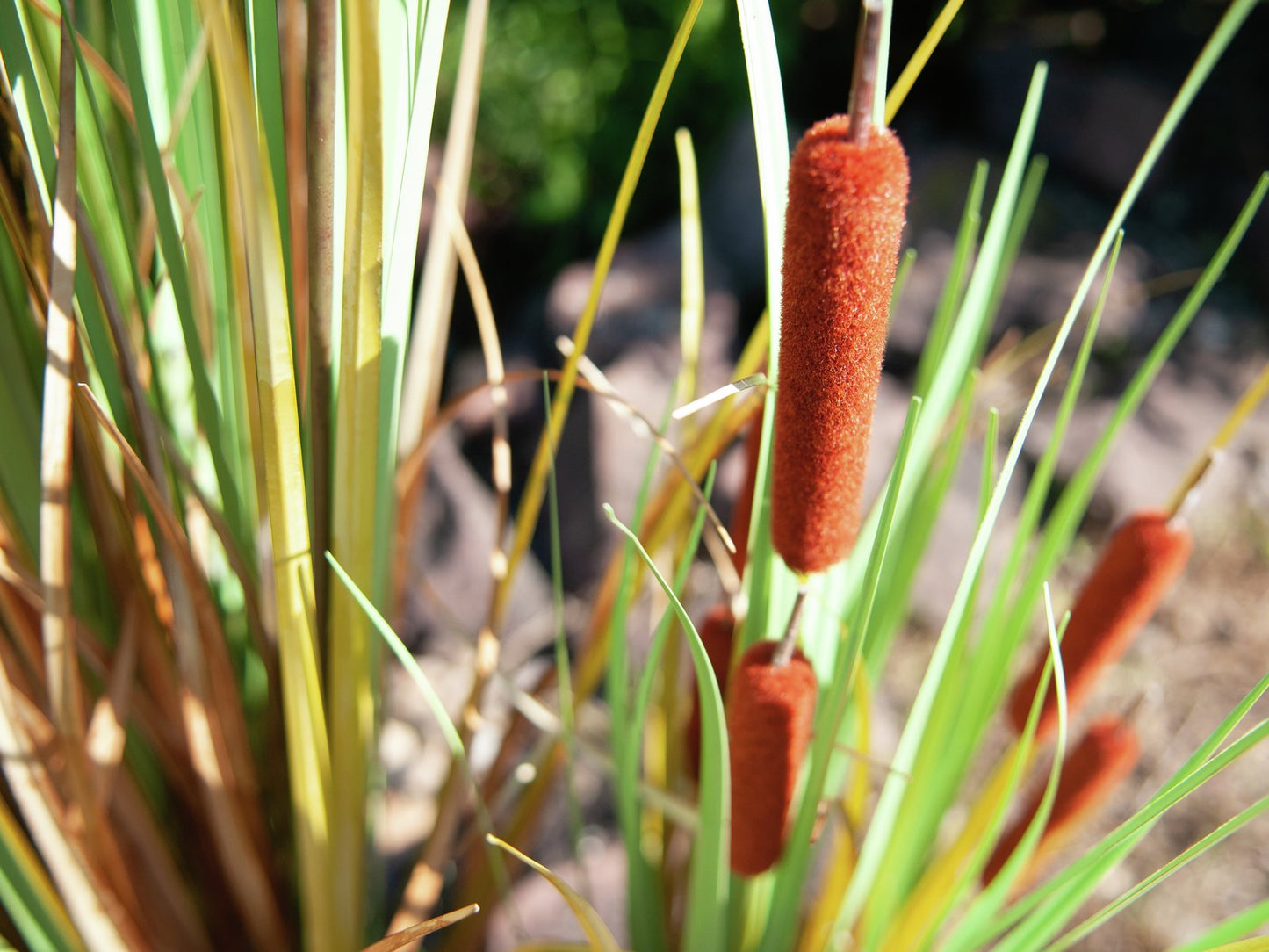 Bullrush, artificial plant 90cm