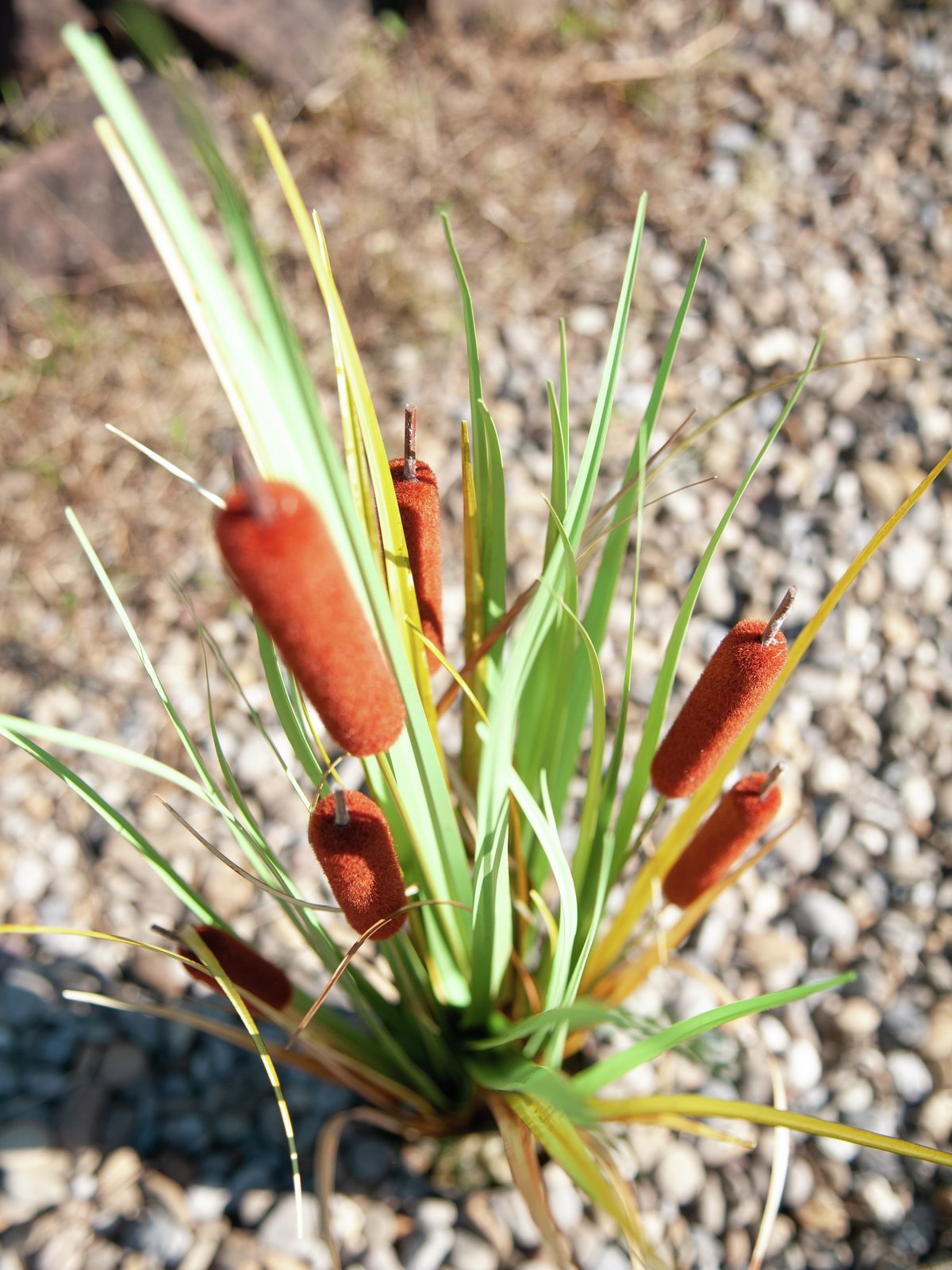 Bullrush, artificial plant 90cm