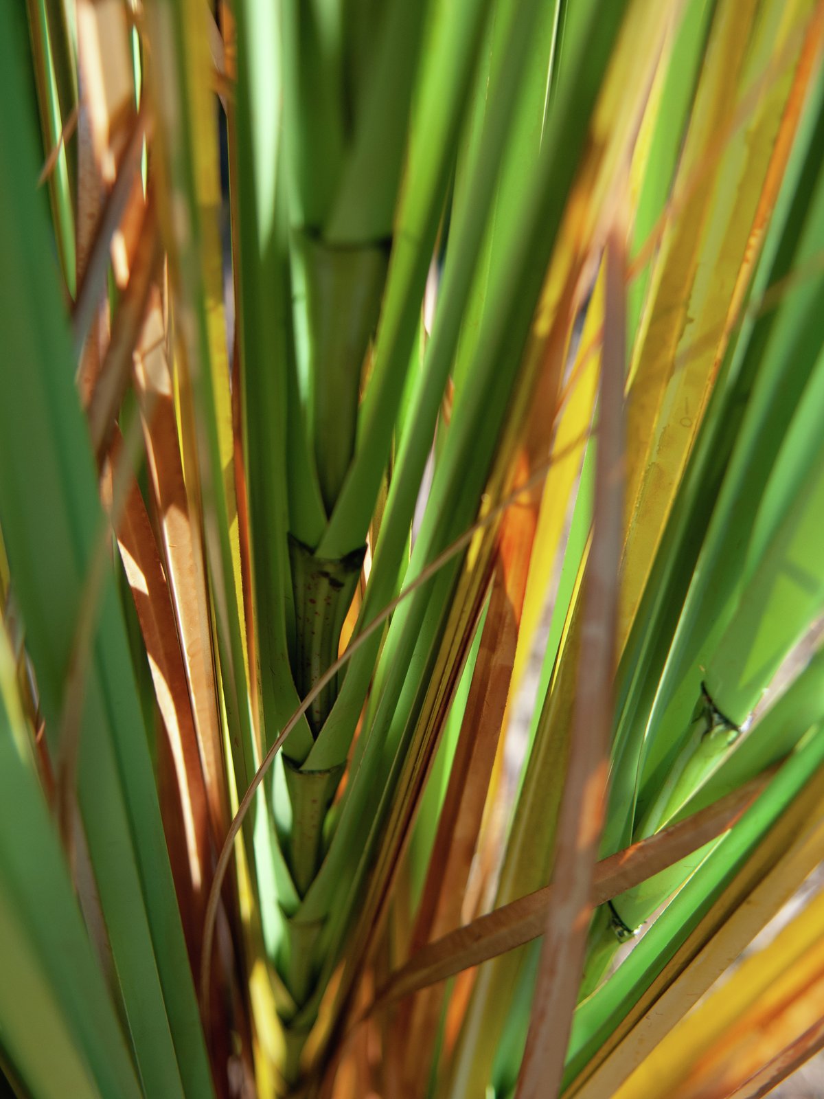 Bullrush, artificial plant, 150cm