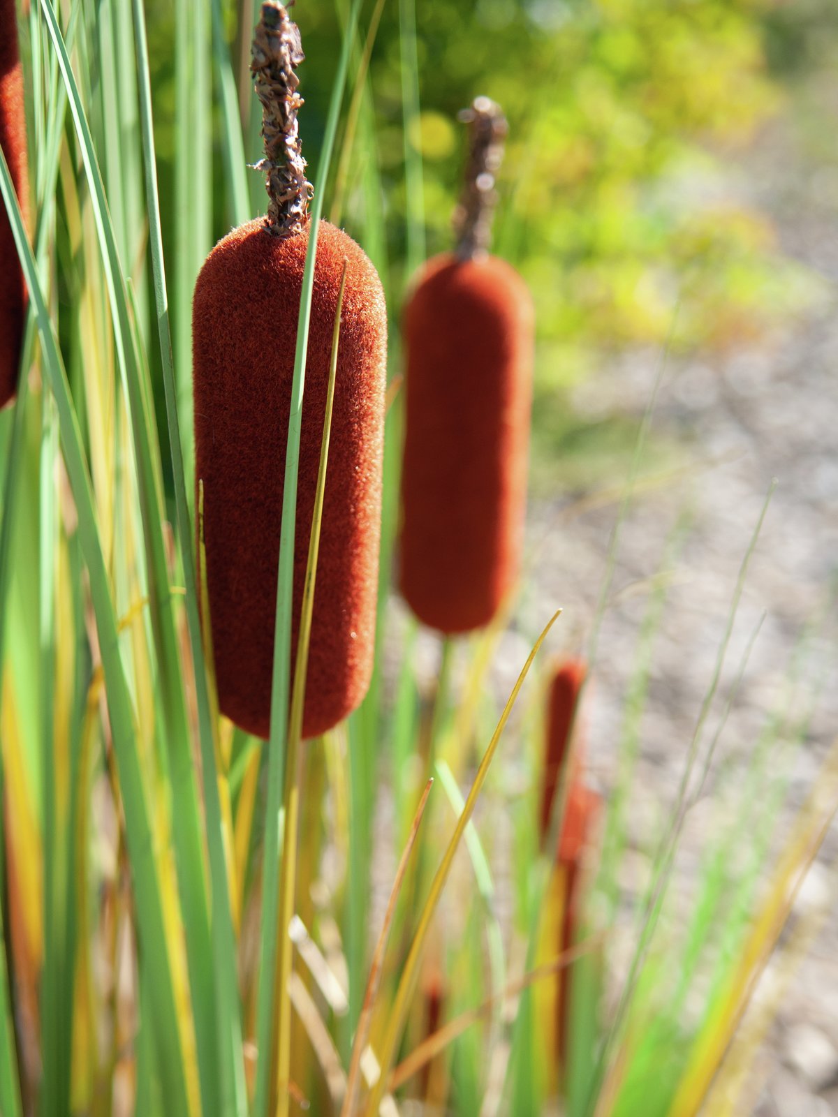 Bullrush, artificial plant, 150cm