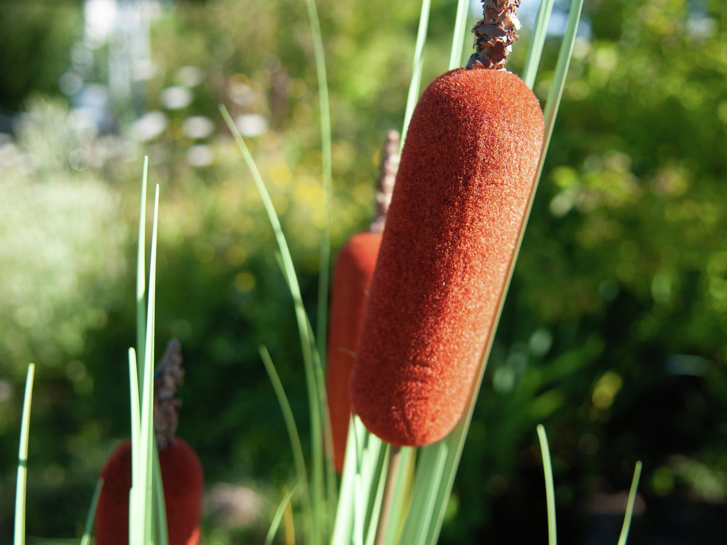 Bullrush, artificial plant, 150cm