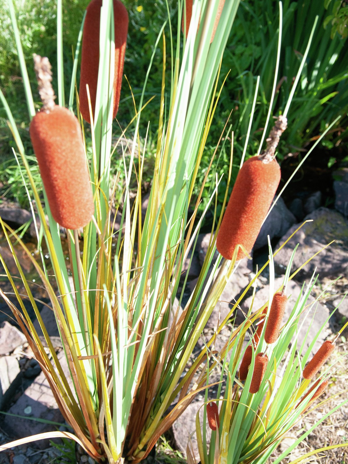 Bullrush, artificial plant, 150cm