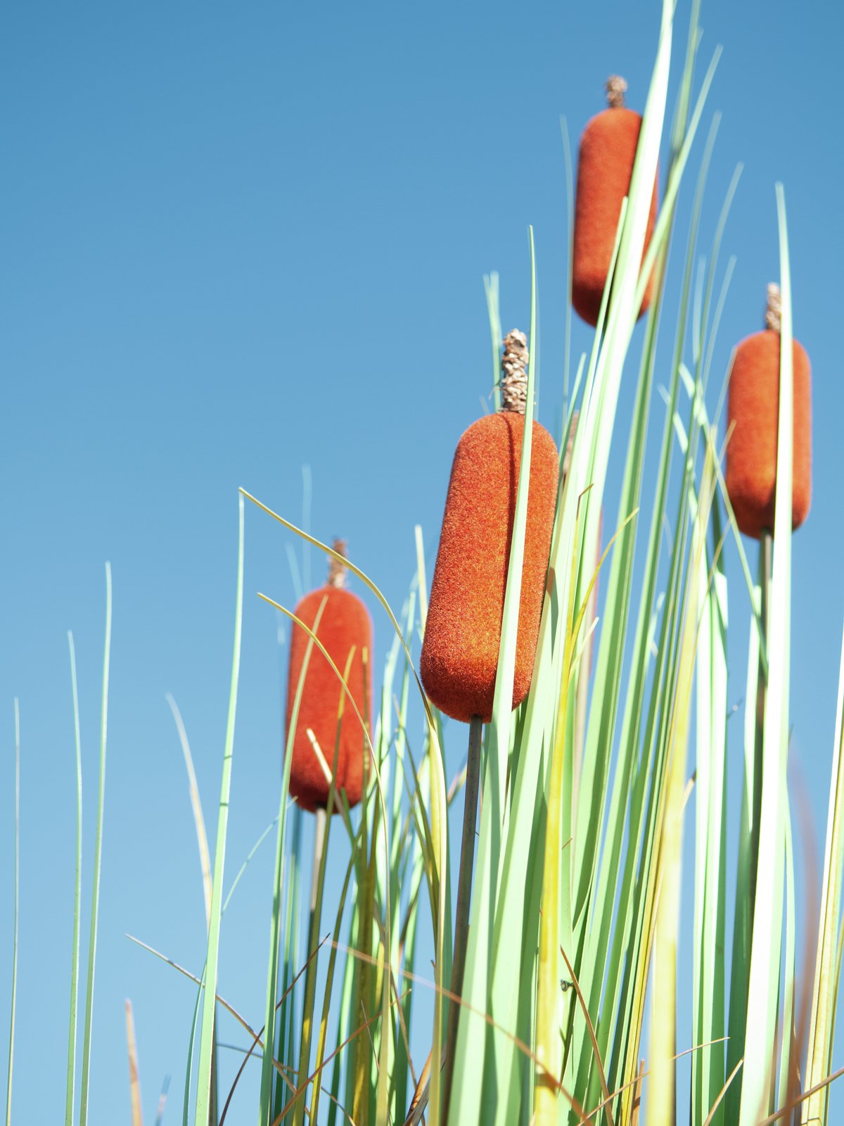 Bullrush, artificial plant, 150cm