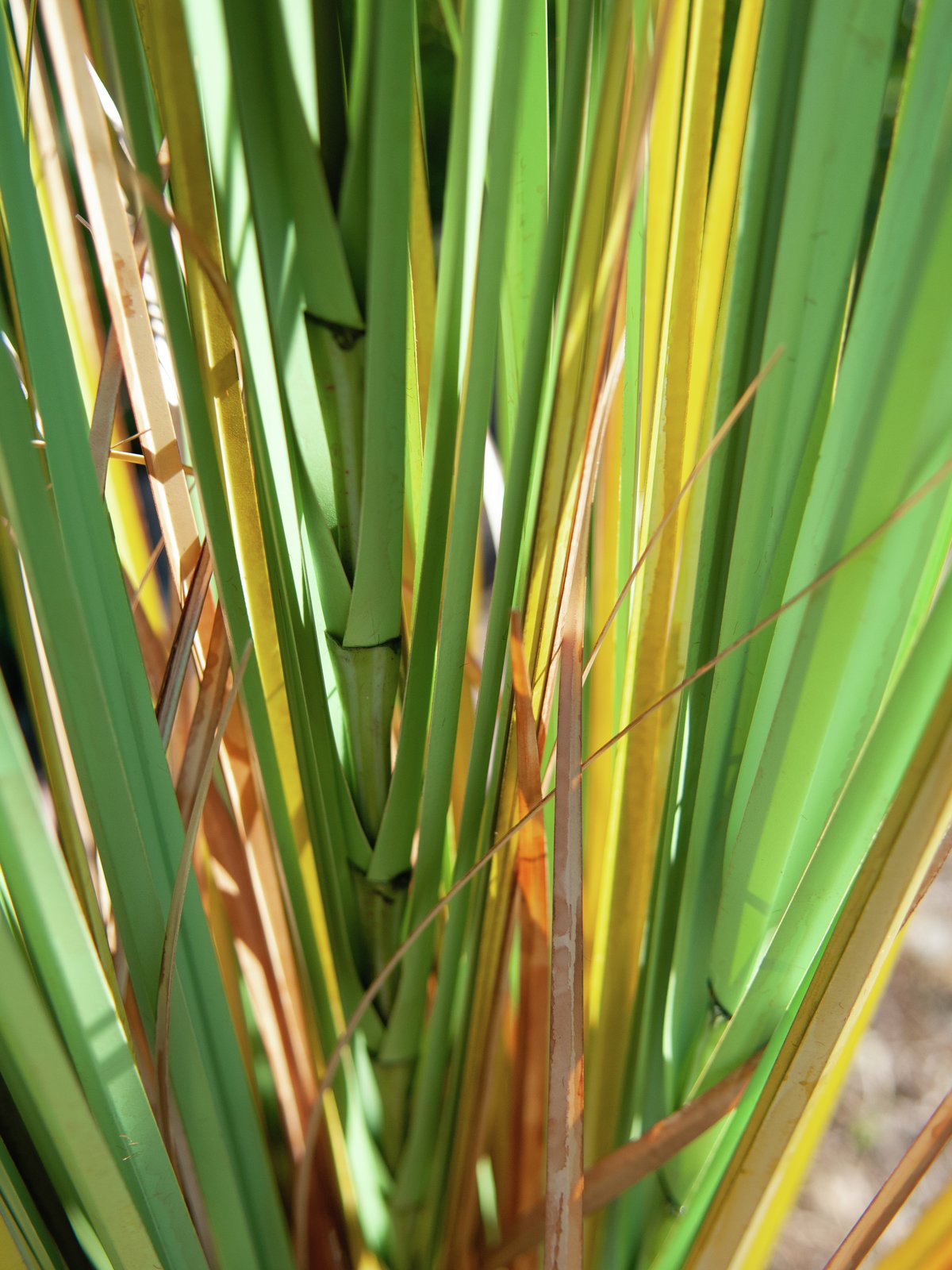 Bullrush, artificial plant, 150cm