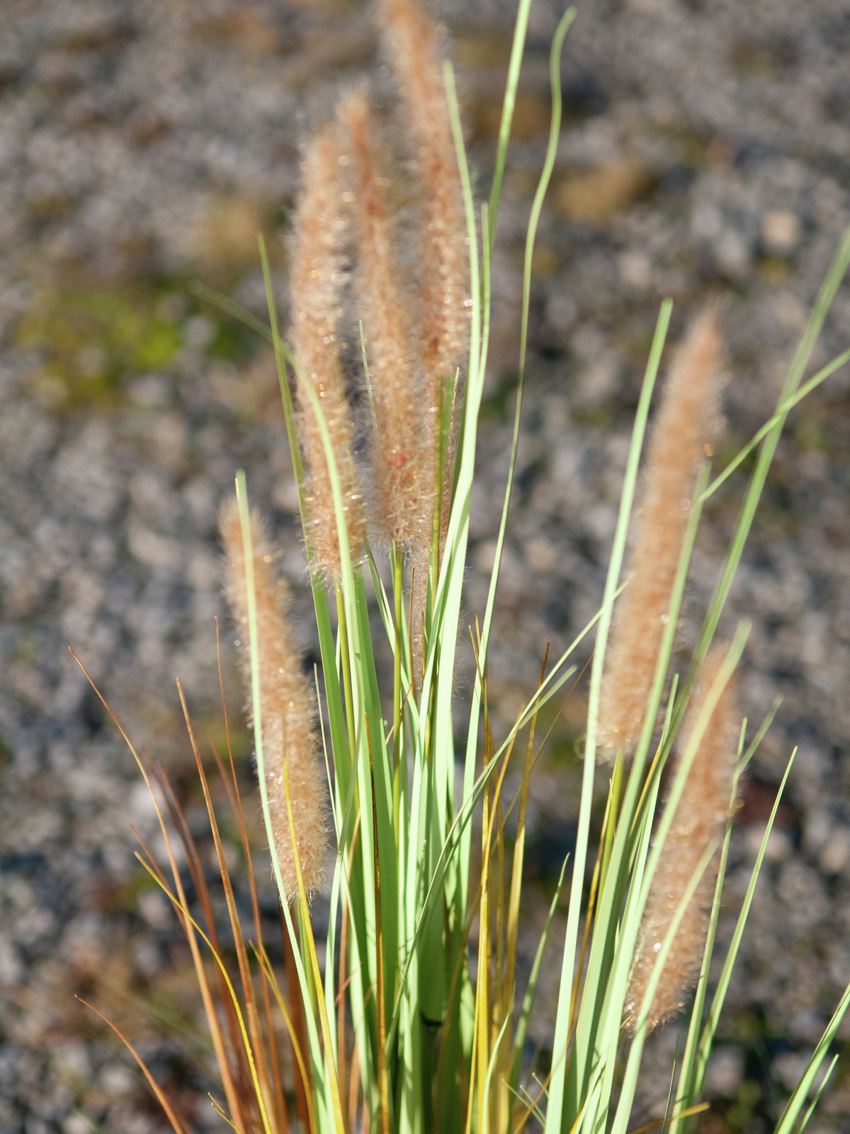 Fountain grass, artificial, 120cm