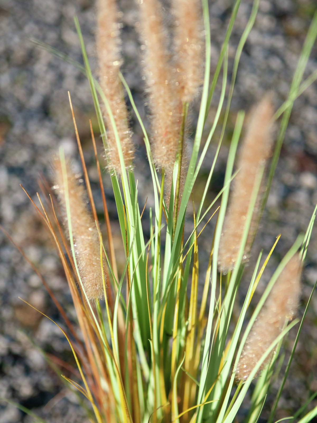 Fountain grass, artificial, 120cm