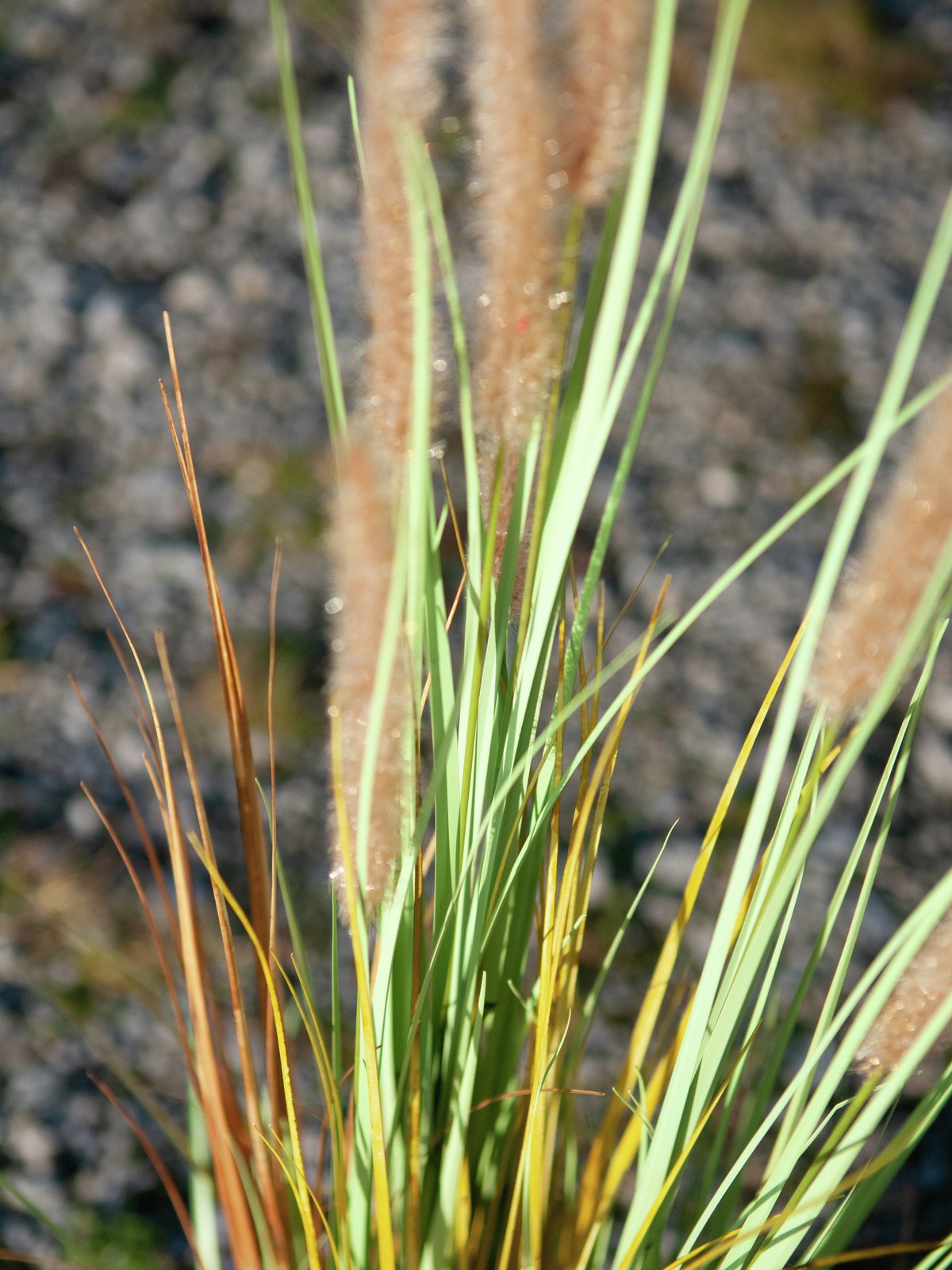 Fountain grass, artificial, 120cm