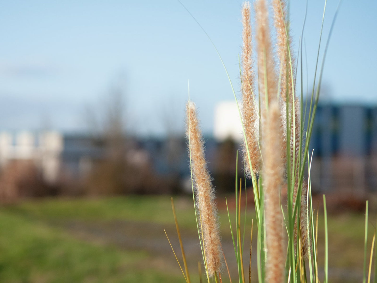 Fountain grass, artificial, 120cm