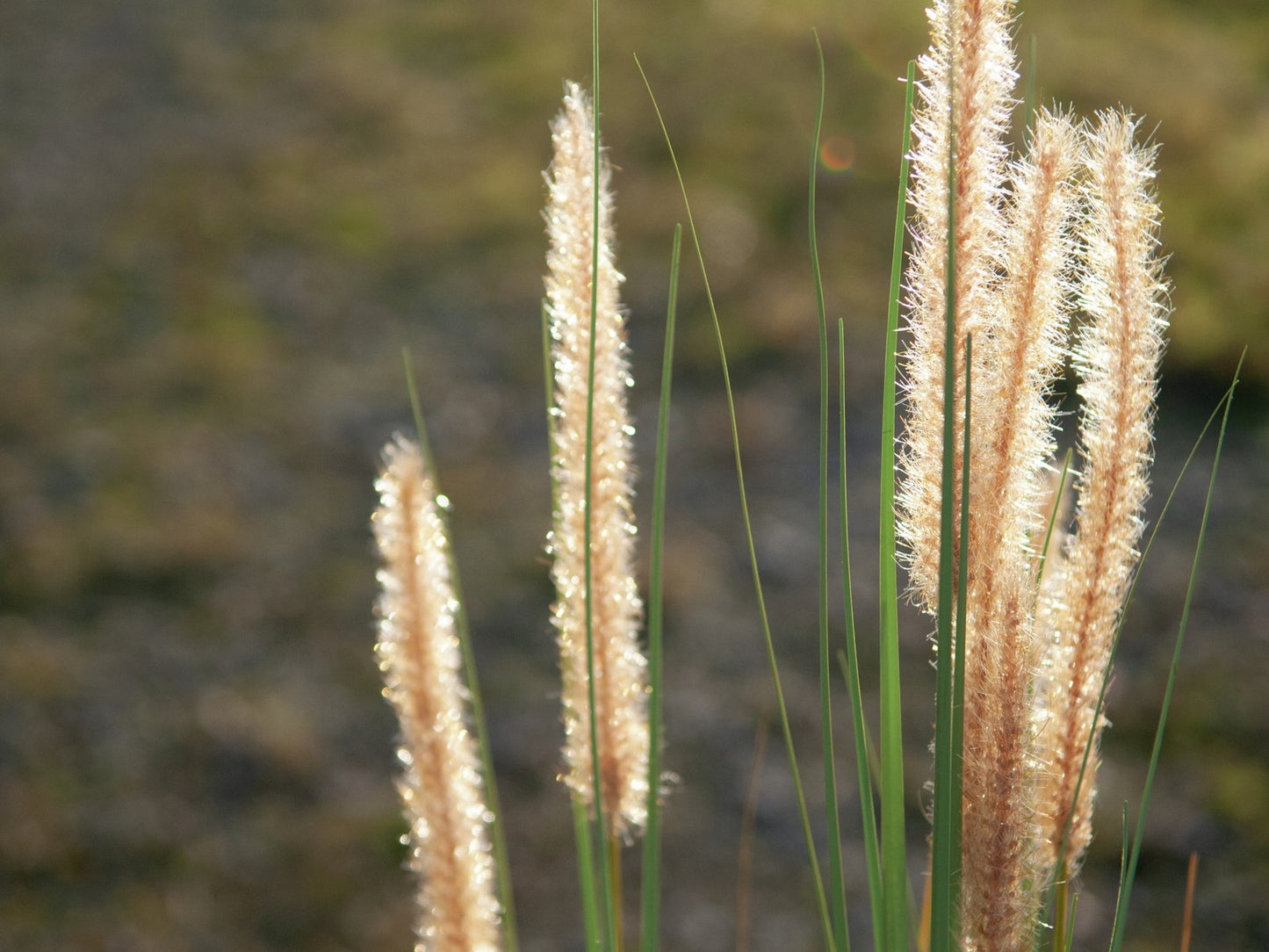 Fountain grass, artificial, 120cm