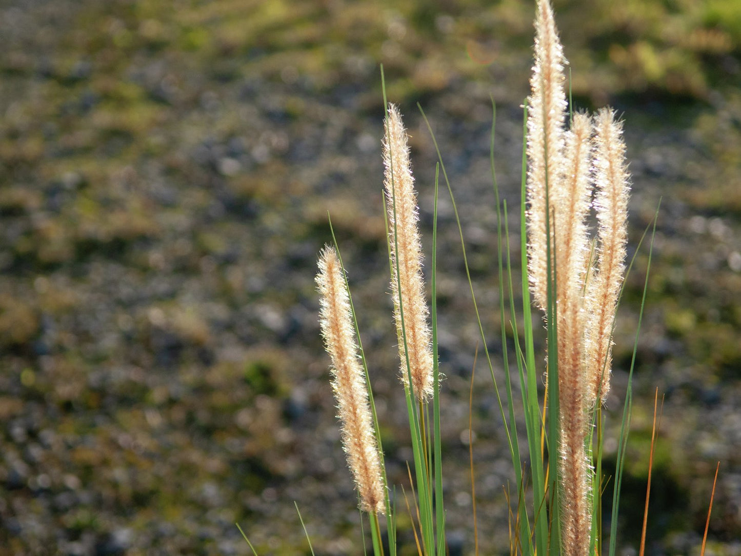 Fountain grass, artificial, 120cm