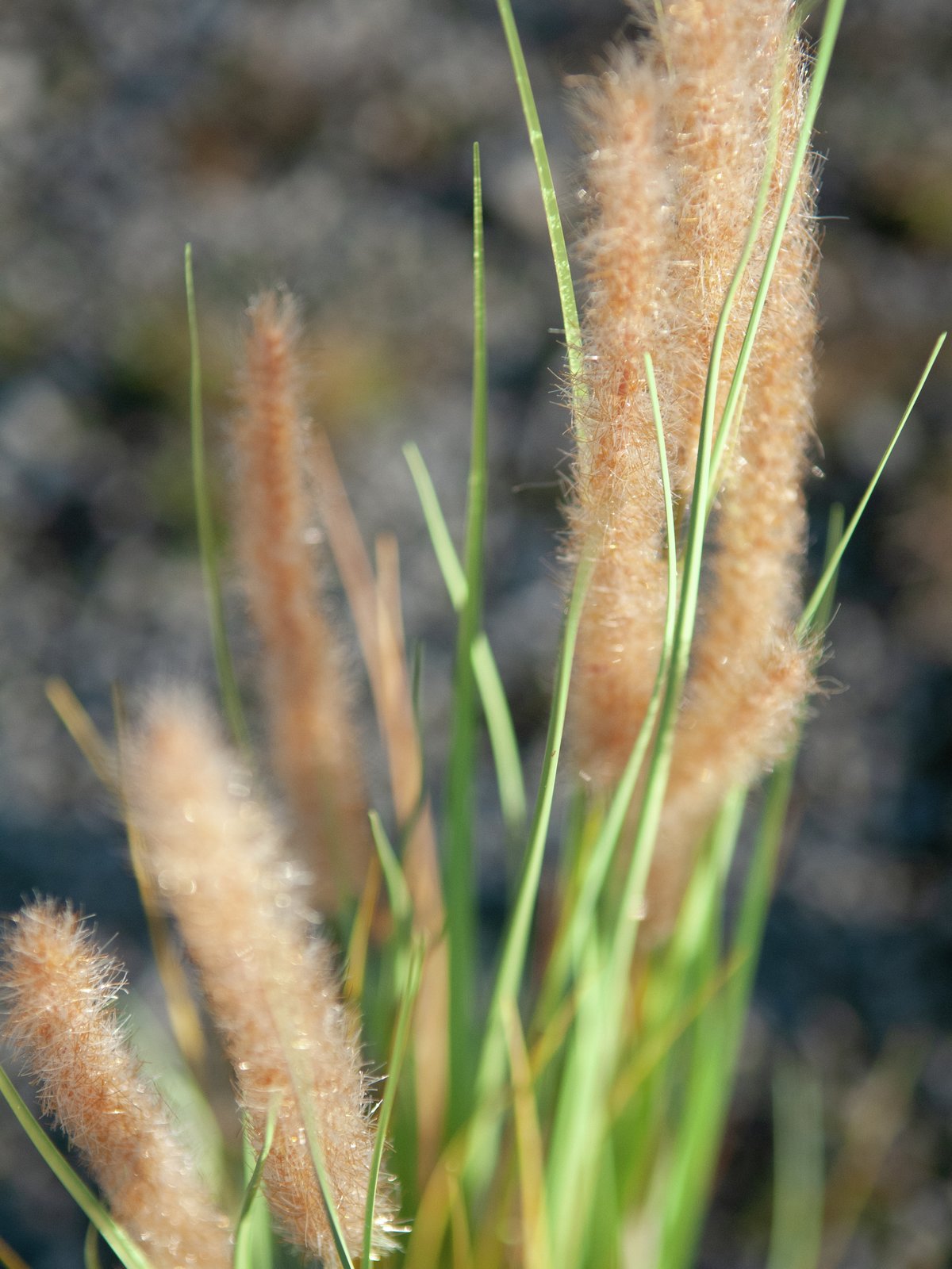 Fountain grass, artificial, 120cm