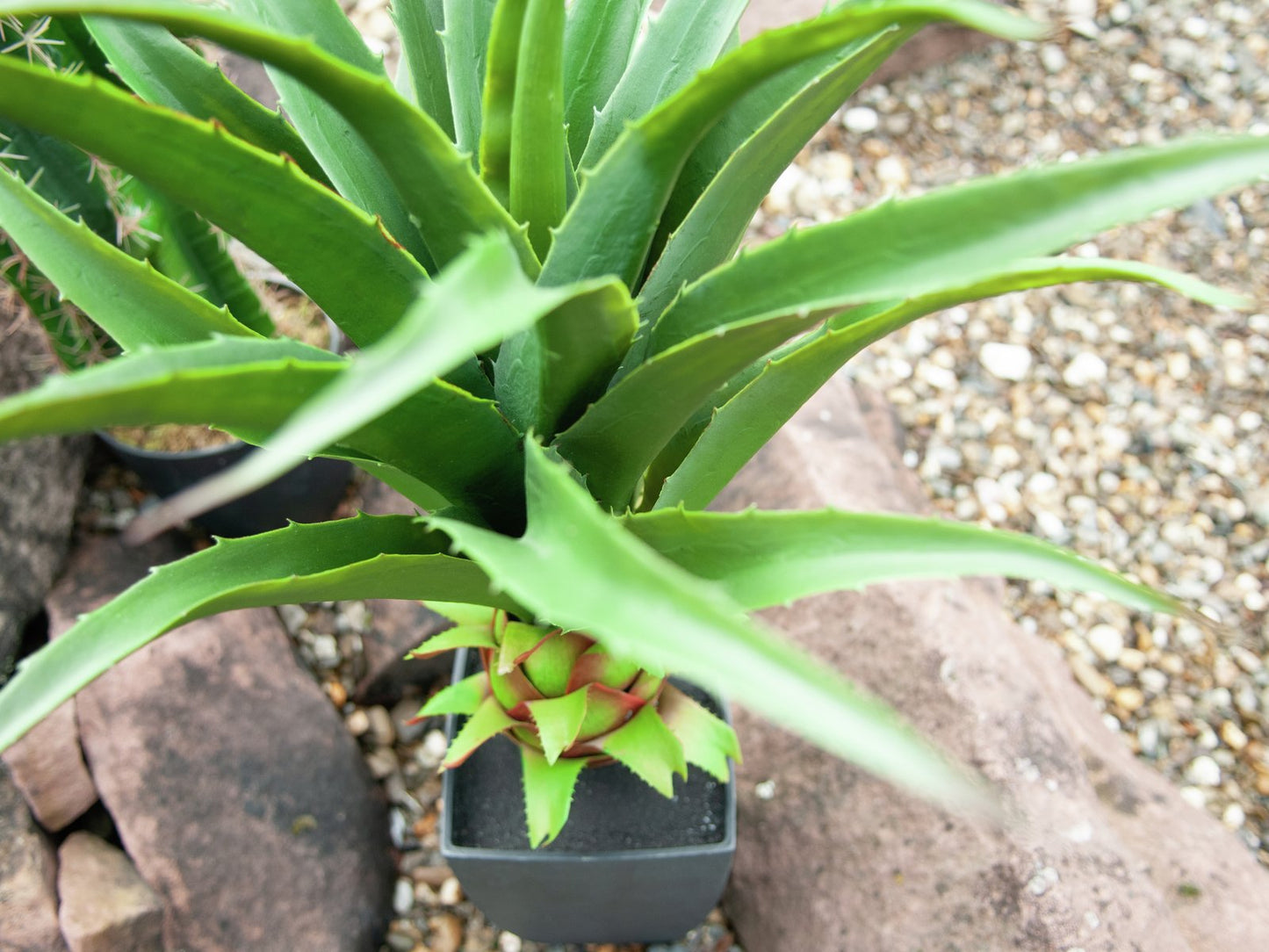 Agave plant with pot, artificial plant, 75cm