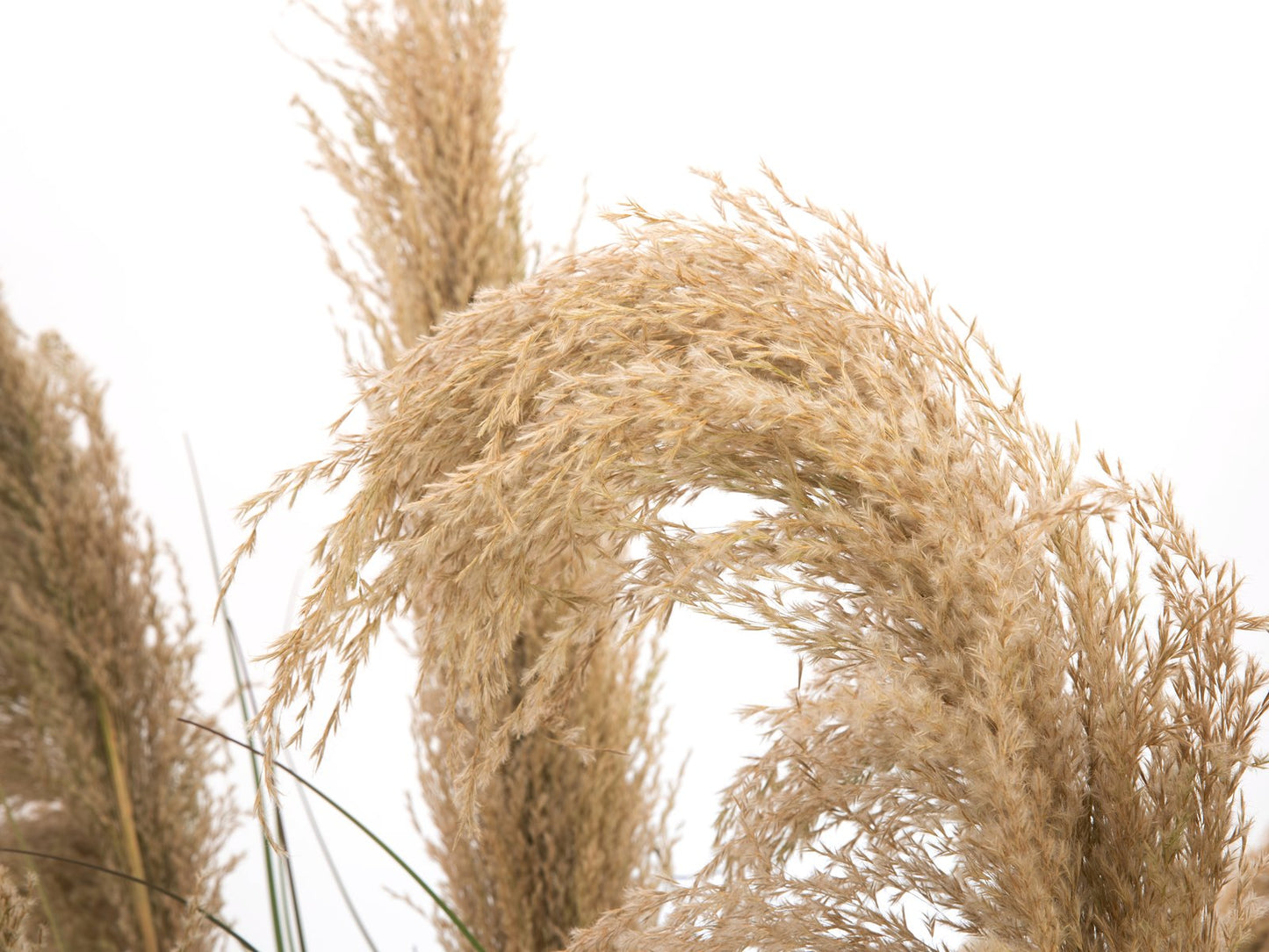 Pampas Grass, artificial, 110cm