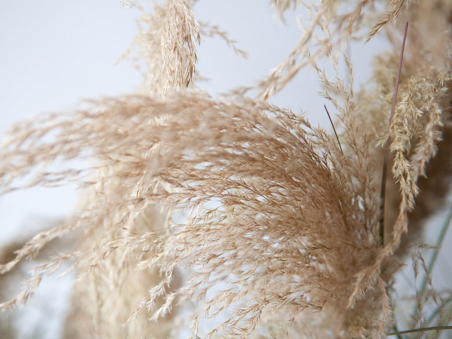 Pampas Grass, artificial, 110cm