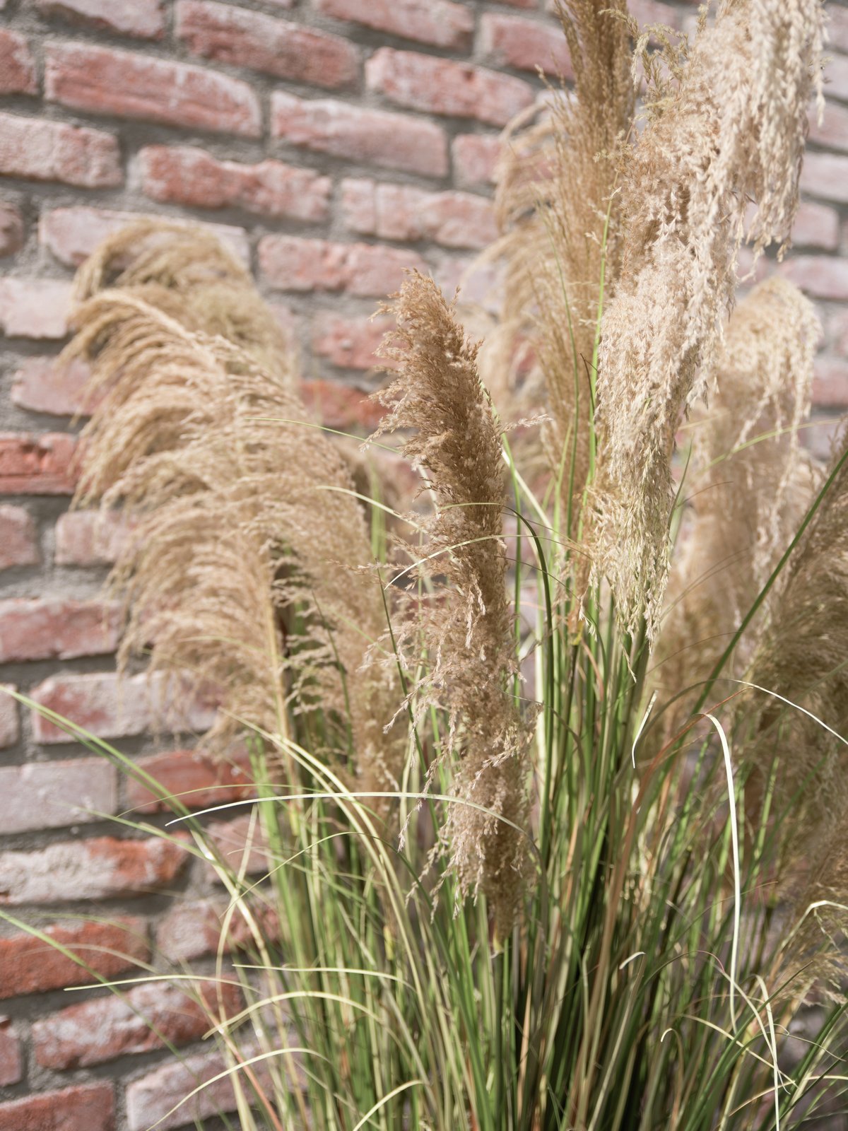 Pampas Grass, artificial, 110cm