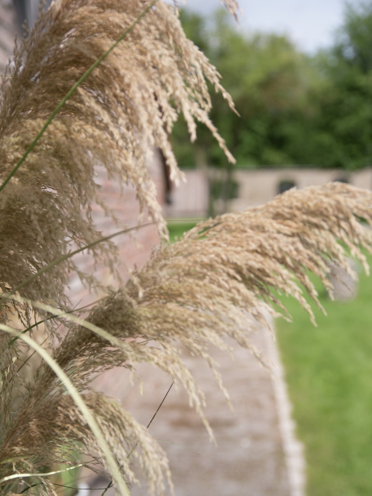 Pampas Grass, artificial, 110cm