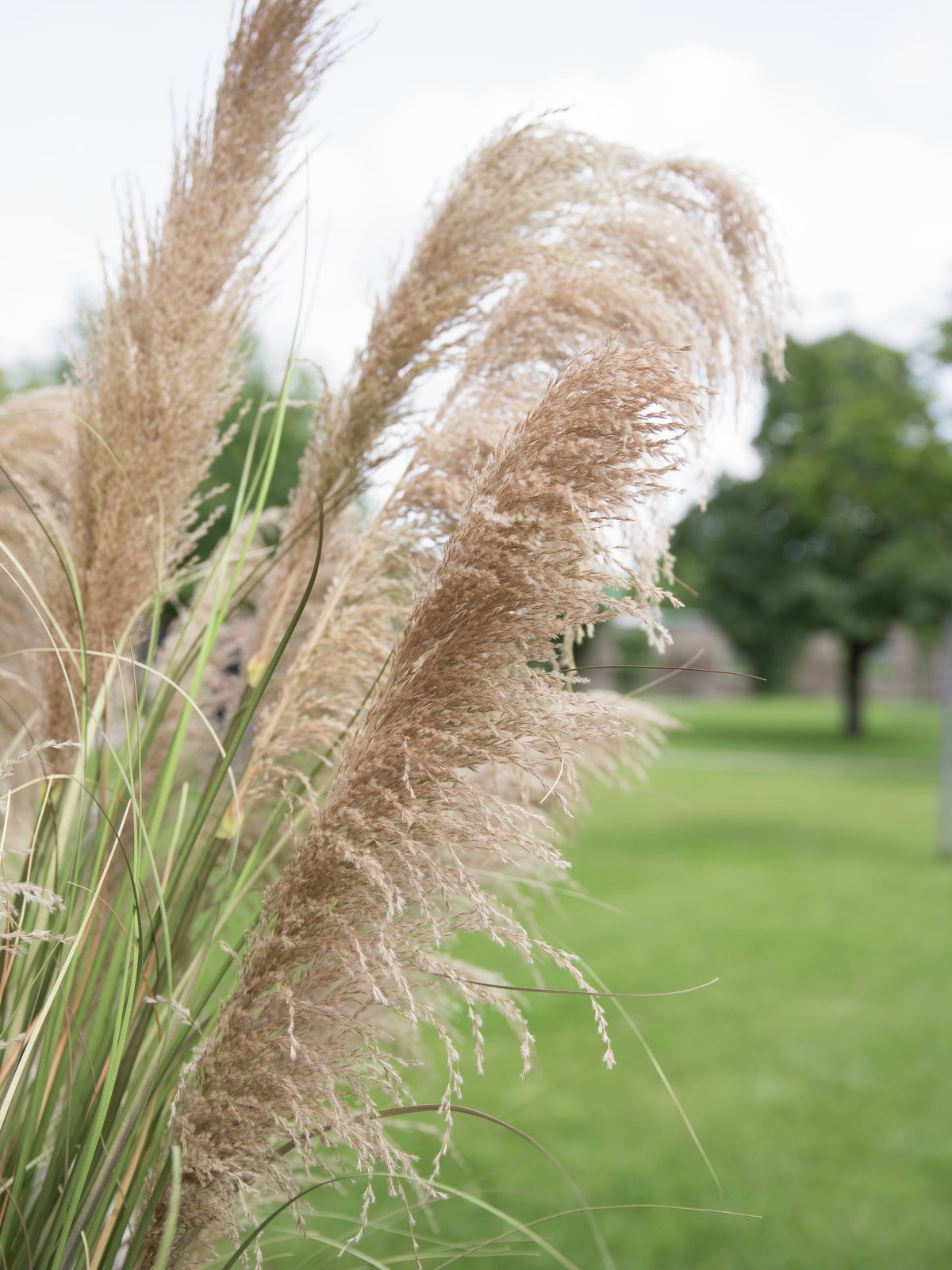 Pampas Grass, artificial, 110cm